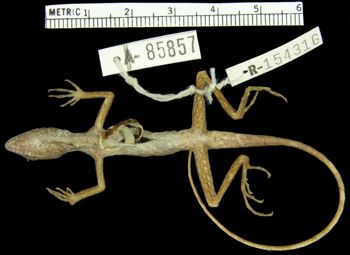 Media type: image; Herpetology R-154316